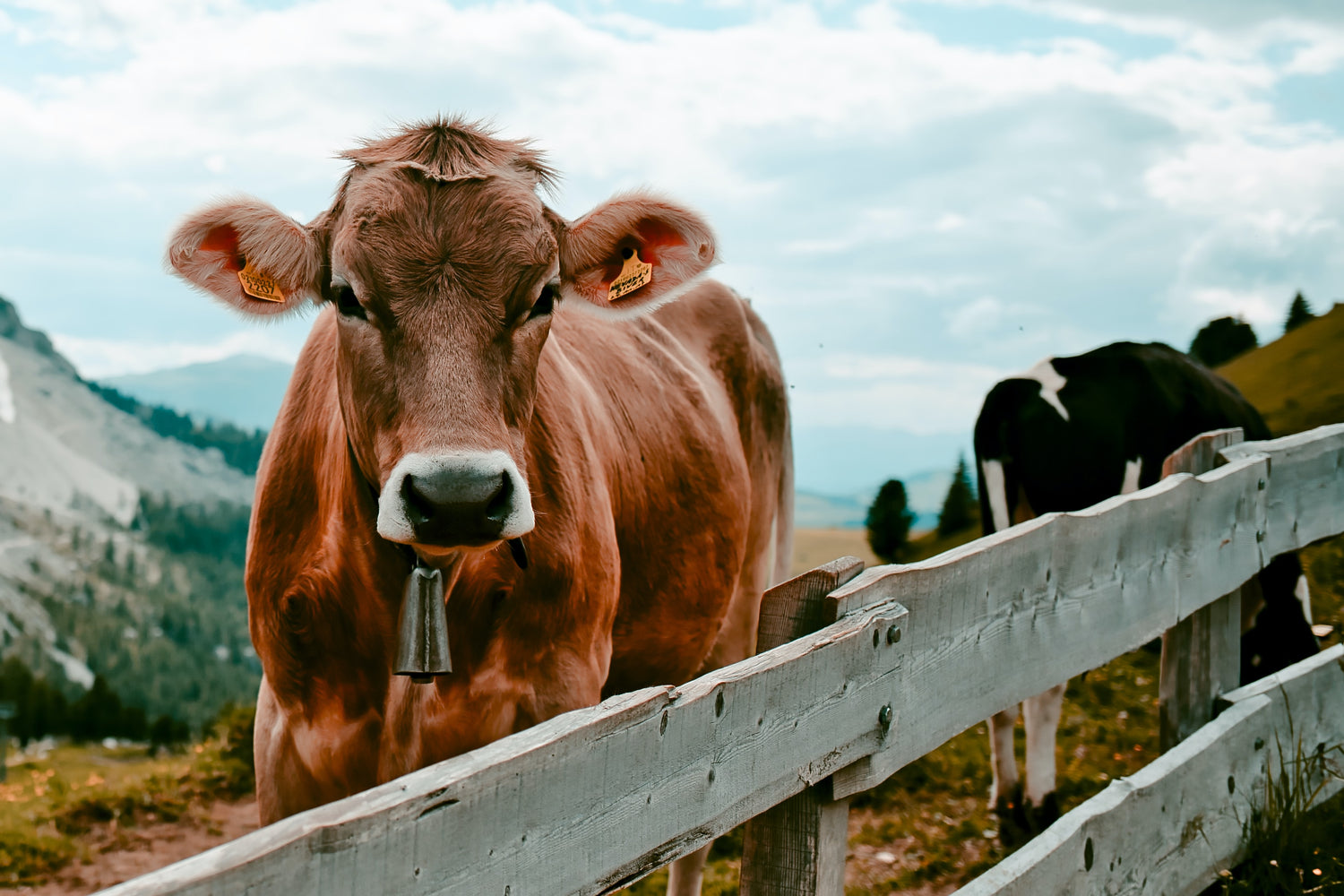 Fleisch vom Weiderind - qualitativ hochwertig in Herkunft und Verarbeitung